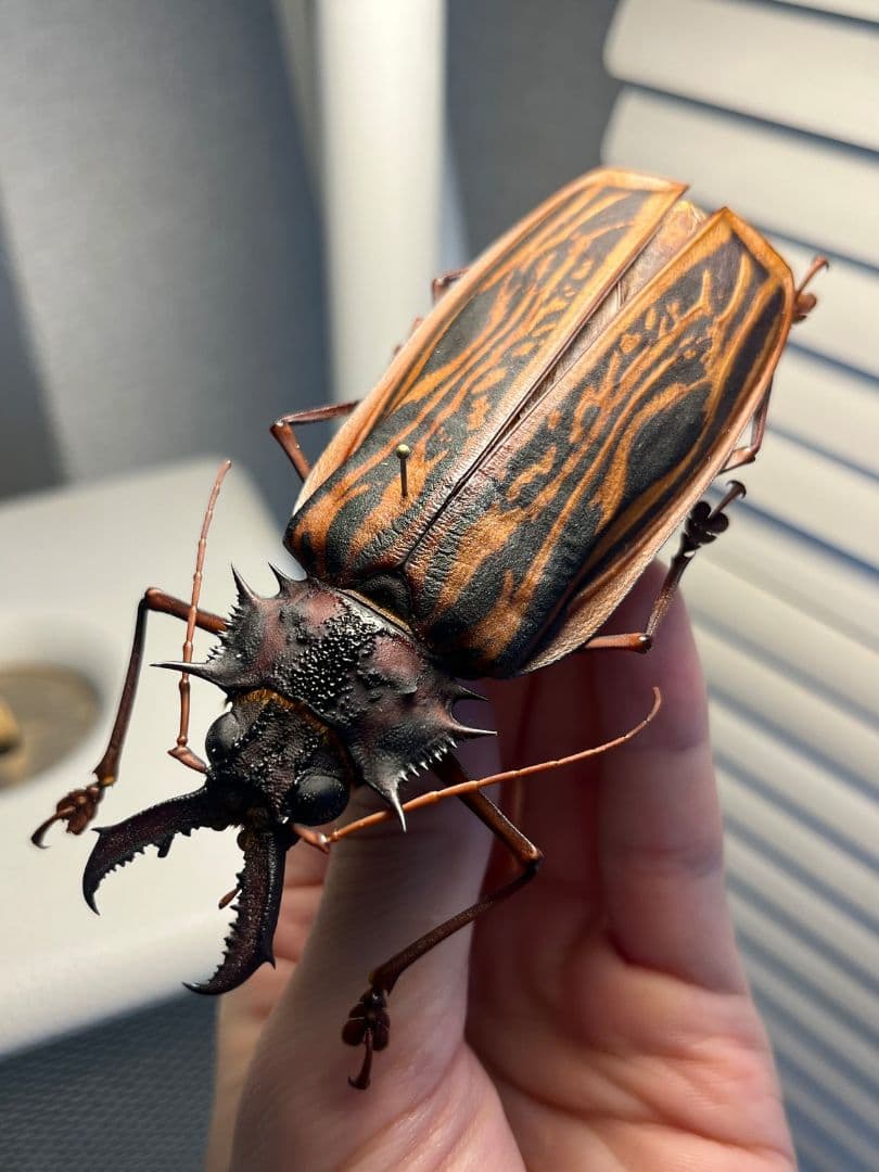 【106mm♀】オオキバウスバカミキリ標本 Macrodontia昆虫標本