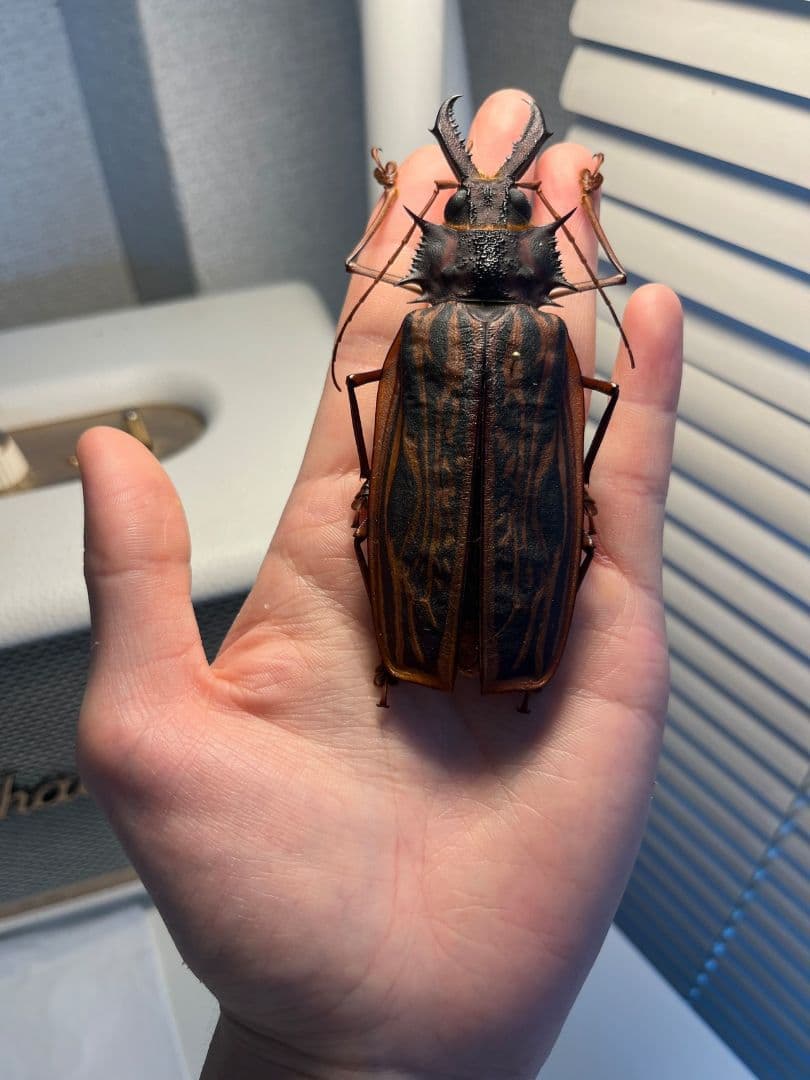 【106mm♀】オオキバウスバカミキリ標本 Macrodontia昆虫標本