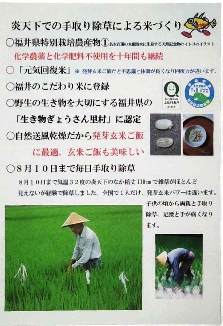 私といるとなぜか元気に？ ７年産コシヒカリ 玄米10 kg 特栽① 農薬等不使用