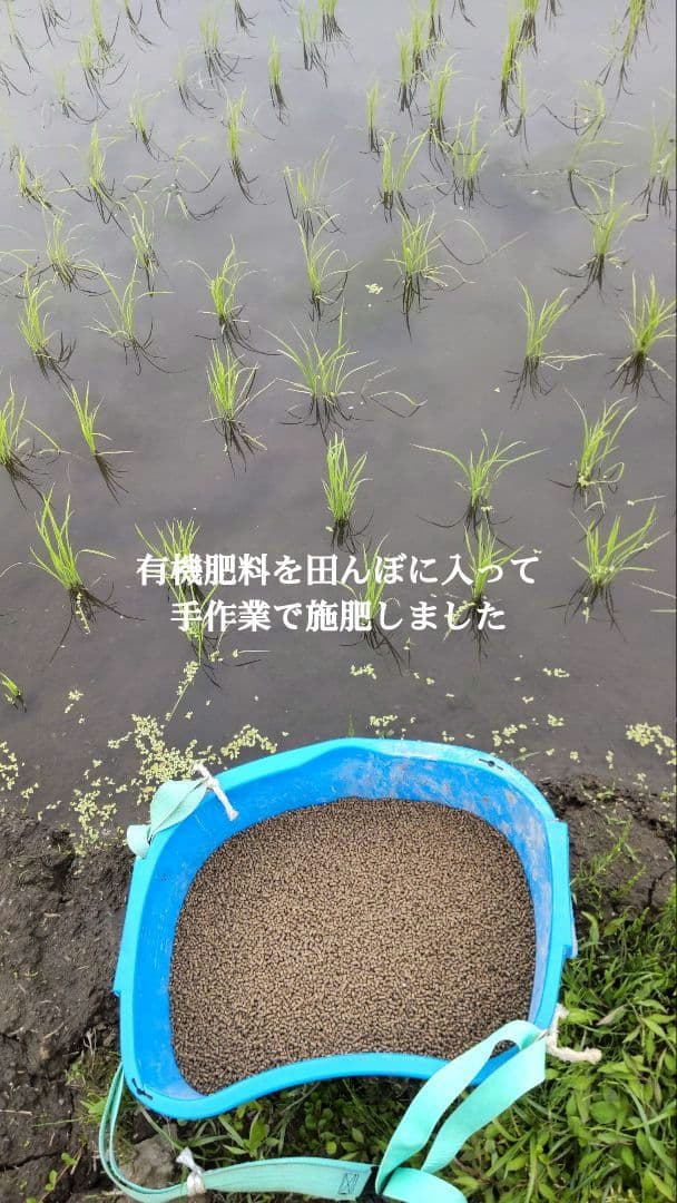 私といるとなぜか元気に？ ７年産コシヒカリ 玄米10 kg 特栽① 農薬等不使用