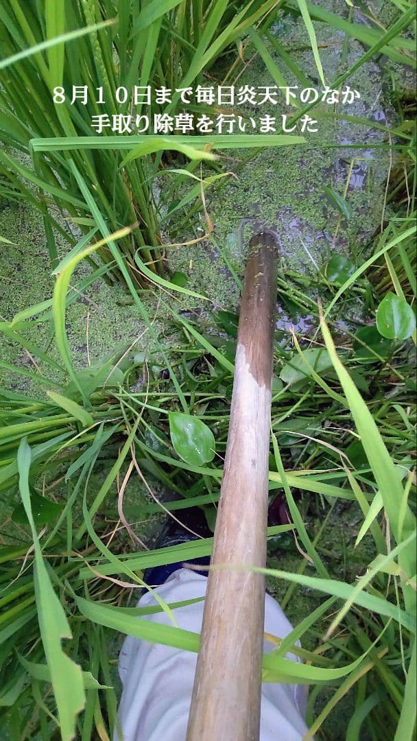 私といるとなぜか元気に？ ７年産コシヒカリ 玄米10 kg 特栽① 農薬等不使用