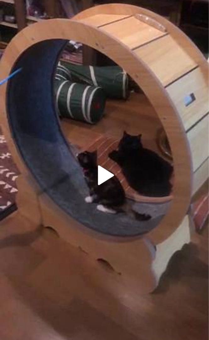 木製 キャットホイール runcat