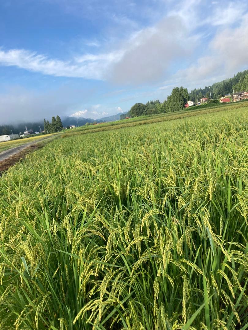 7年魚沼産コシヒカリ白米30kg