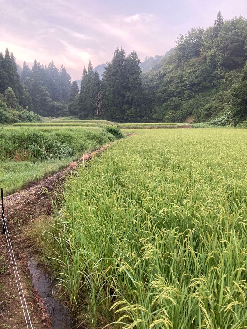 7年魚沼産コシヒカリ白米30kg