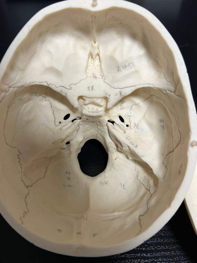 [SOMSO]頭蓋骨模型