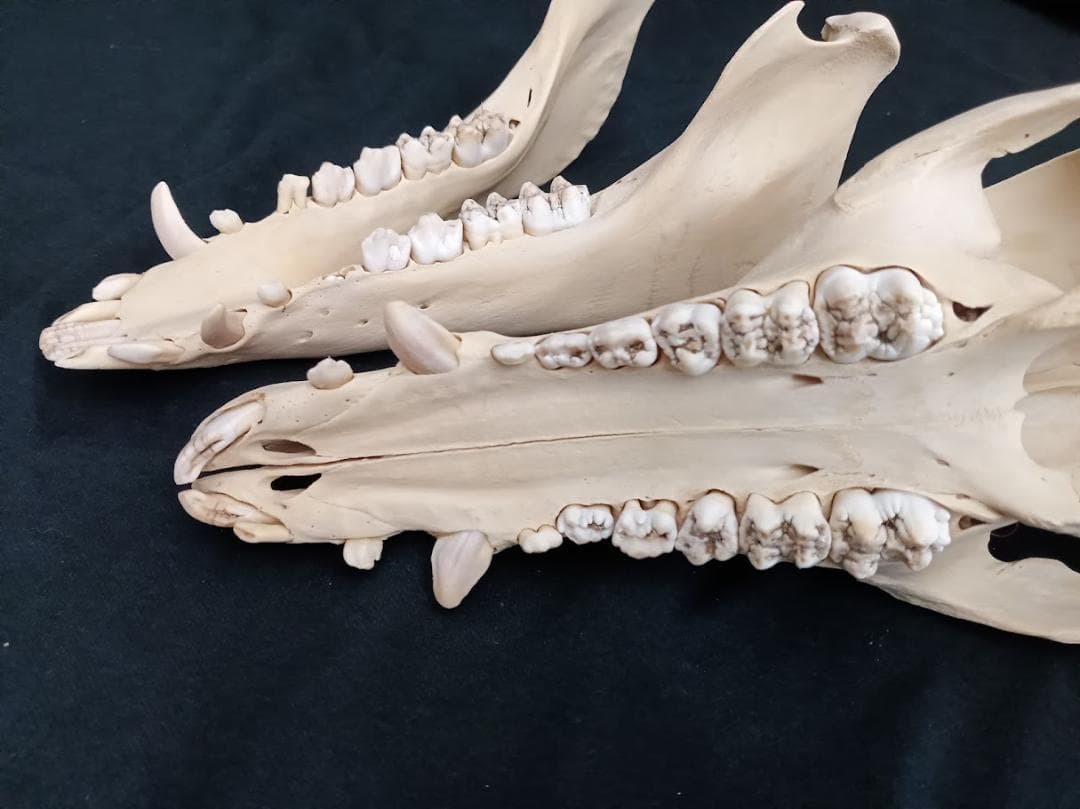 【頭骨標本】種名　イノシシ ♀ ２８Kg　頭長２５ｃｍ