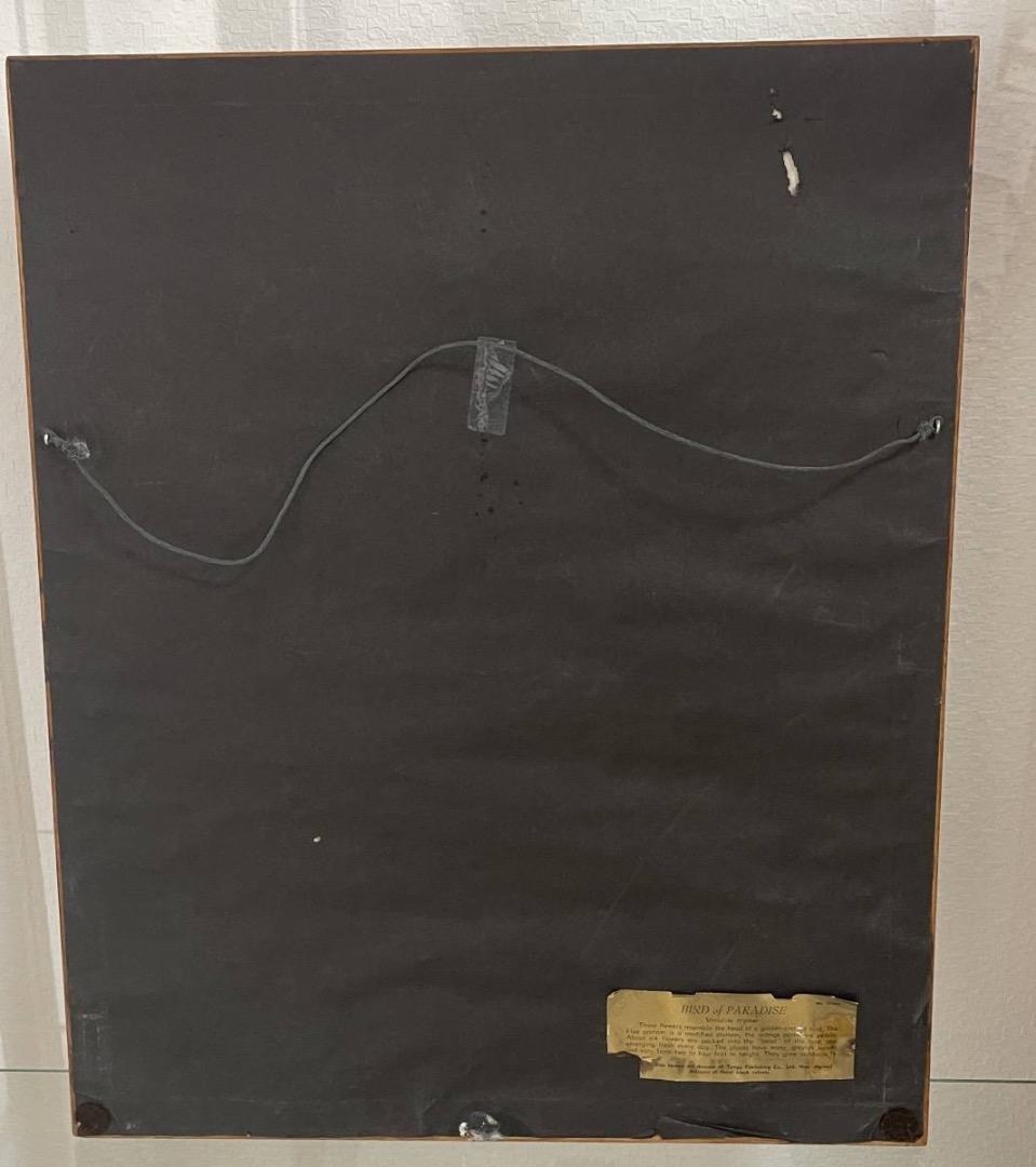 コレクション Hale Pua/ Black Velvet Bird of Paradise