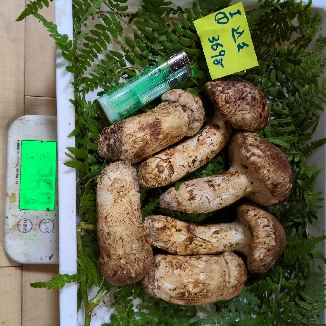 和歌山松茸　新鮮朝市　込み込み　369㌘