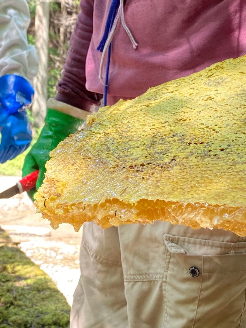日本蜜蜂のハチミツ　巣箱違いの蜂蜜　奥山の奥のはちみつ