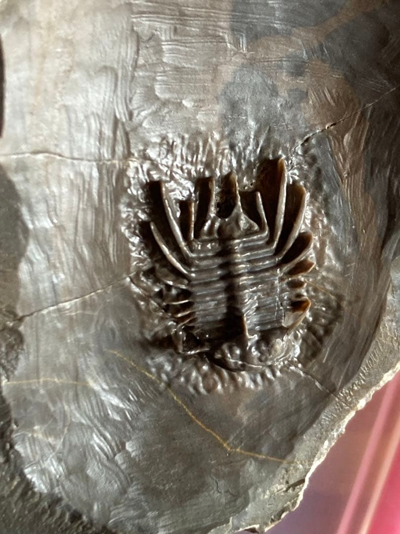 モロッコ　超絶激レア　三葉虫　化石