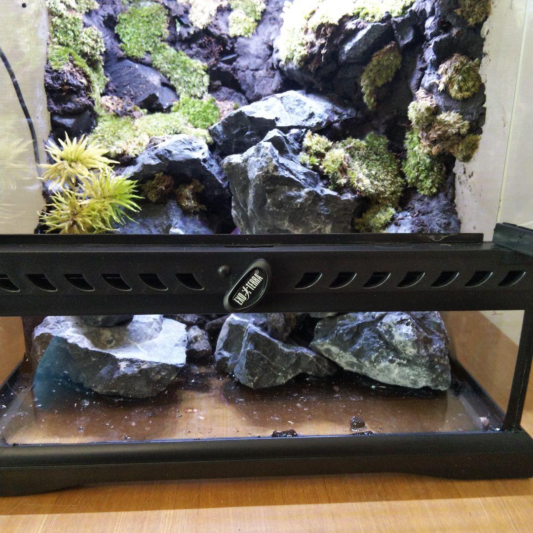 【受注生産】イモリウム　アクアテラリウム グラステラリウム