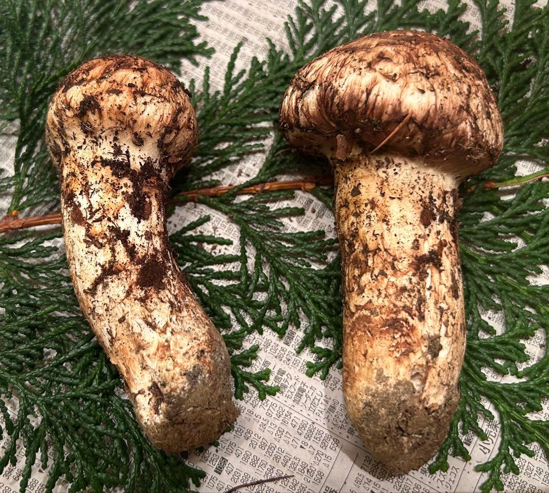 ☆信州産松茸☆今現在約110グラム☆まつたけ☆クール便送料着払い☆国産松茸☆5☆