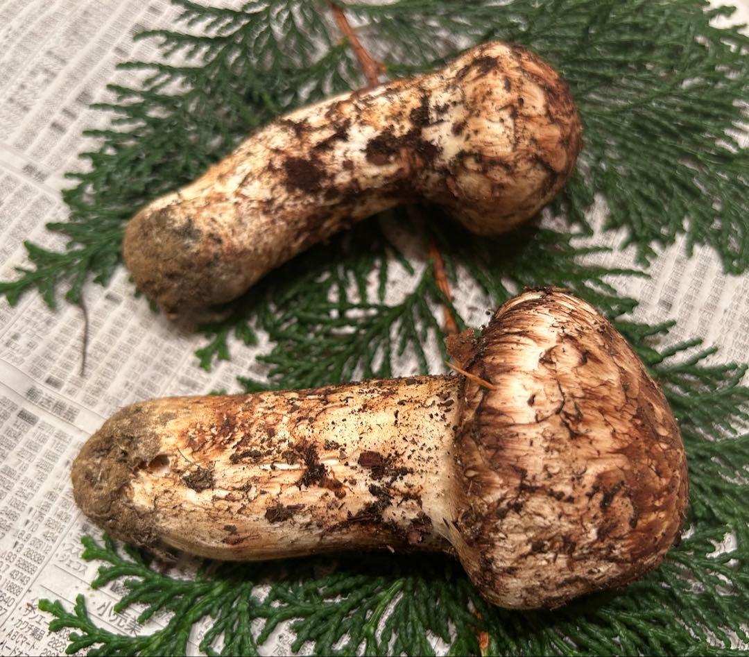 ☆信州産松茸☆今現在約110グラム☆まつたけ☆クール便送料着払い☆国産松茸☆5☆