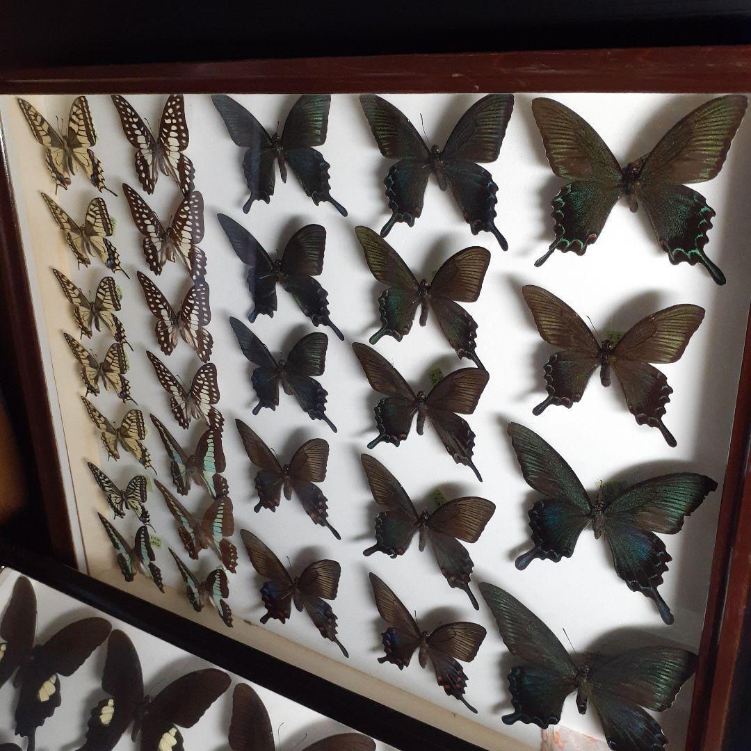 蝶標本　アゲハチョウ類8種47頭、大型ドイツ標本箱２箱入りセット