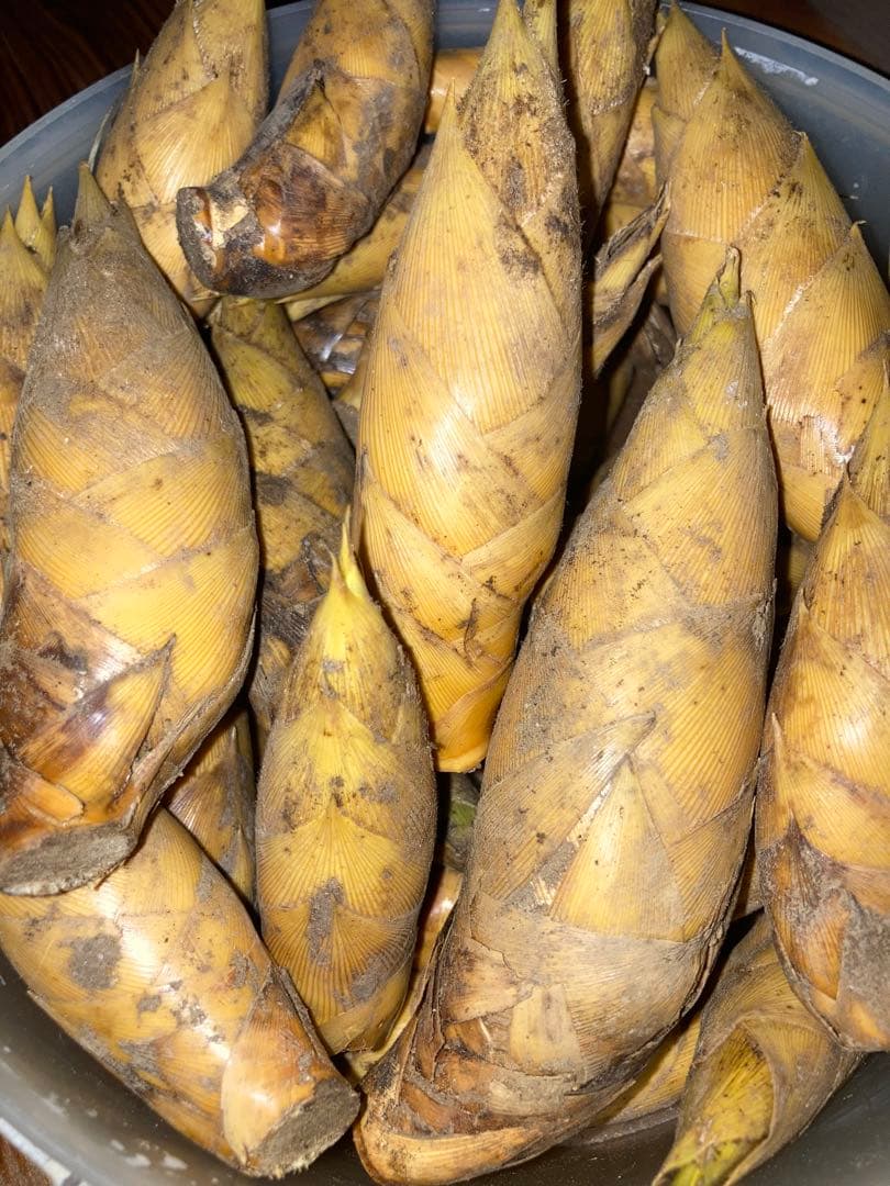 超早掘り筍3キロ