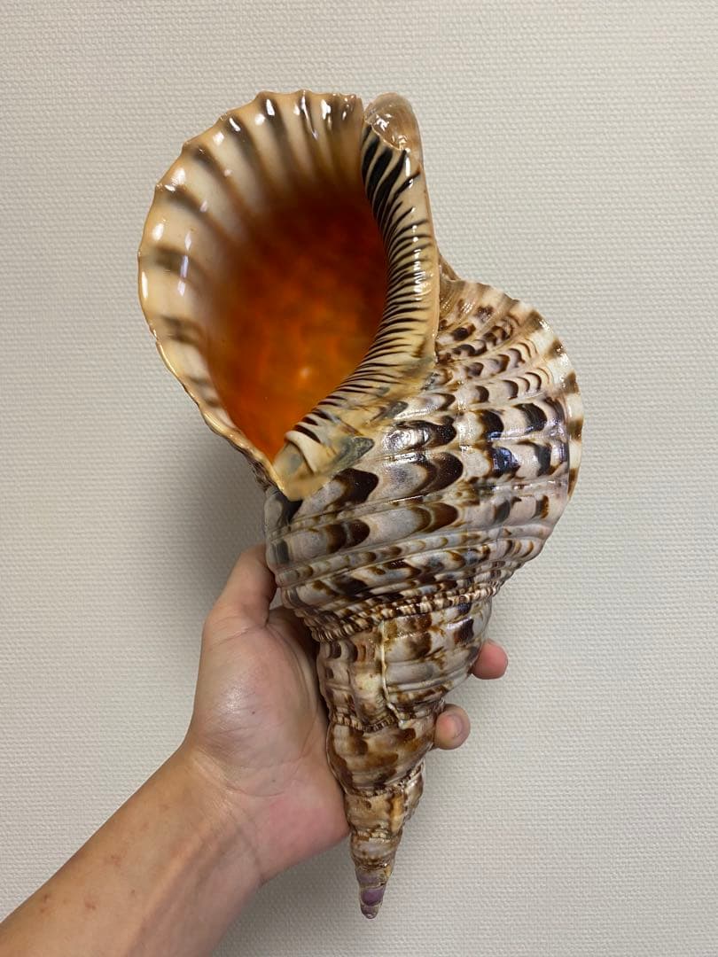 法螺貝　ホラ貝　36cm 770g