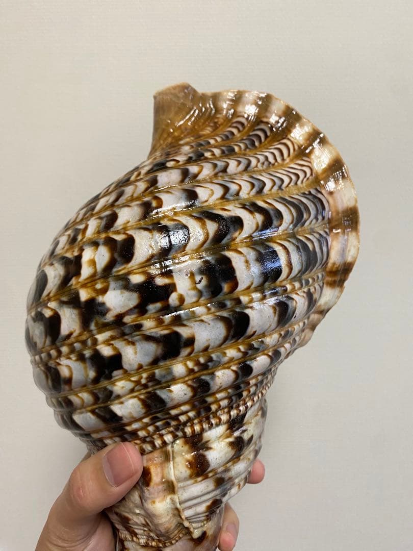 法螺貝　ホラ貝　36cm 770g