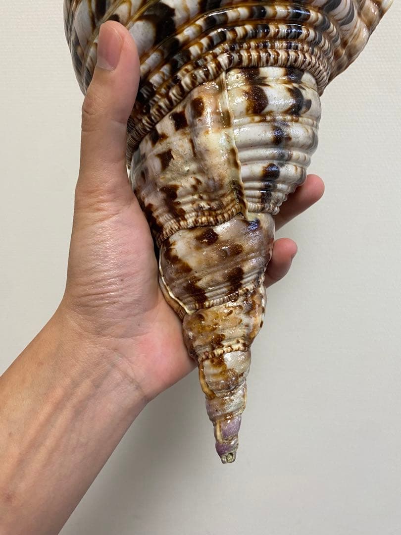 法螺貝　ホラ貝　36cm 770g