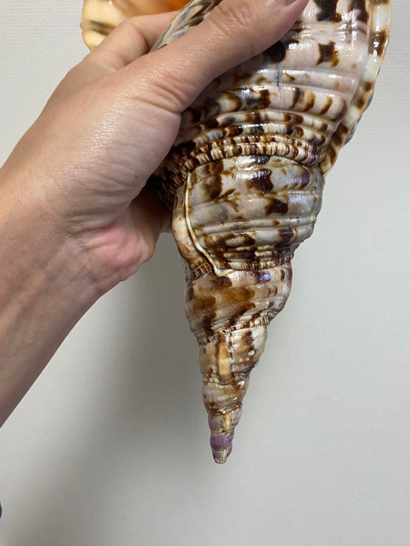 法螺貝　ホラ貝　36cm 770g