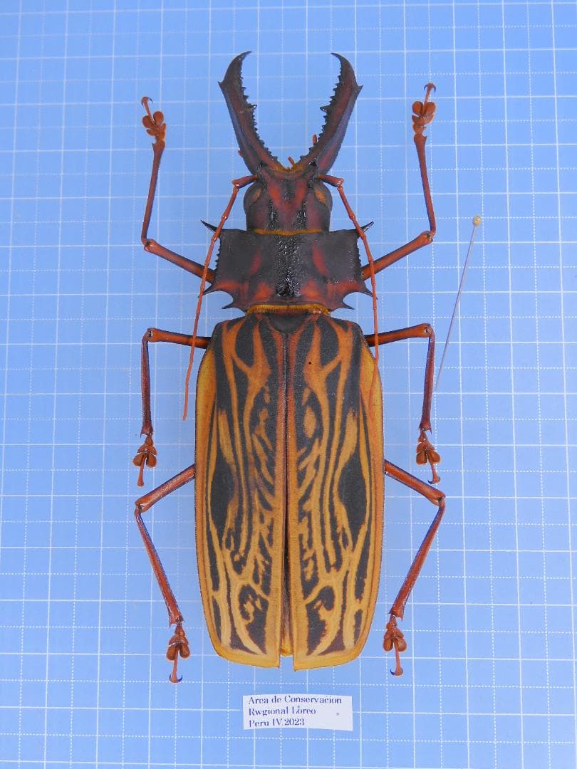 ペルー産　オオキバウスバカミキリ　115mm