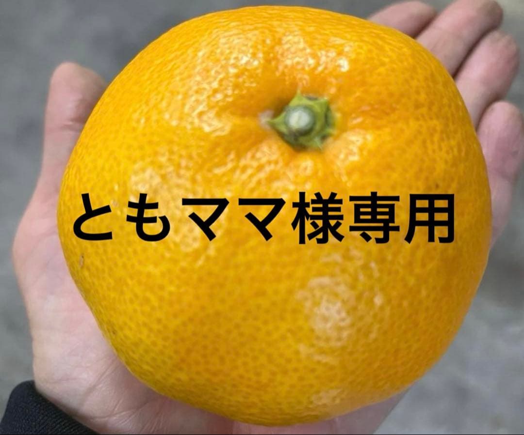 有田みかん　純宝丸　早生みかん 10㎏入り2ケース