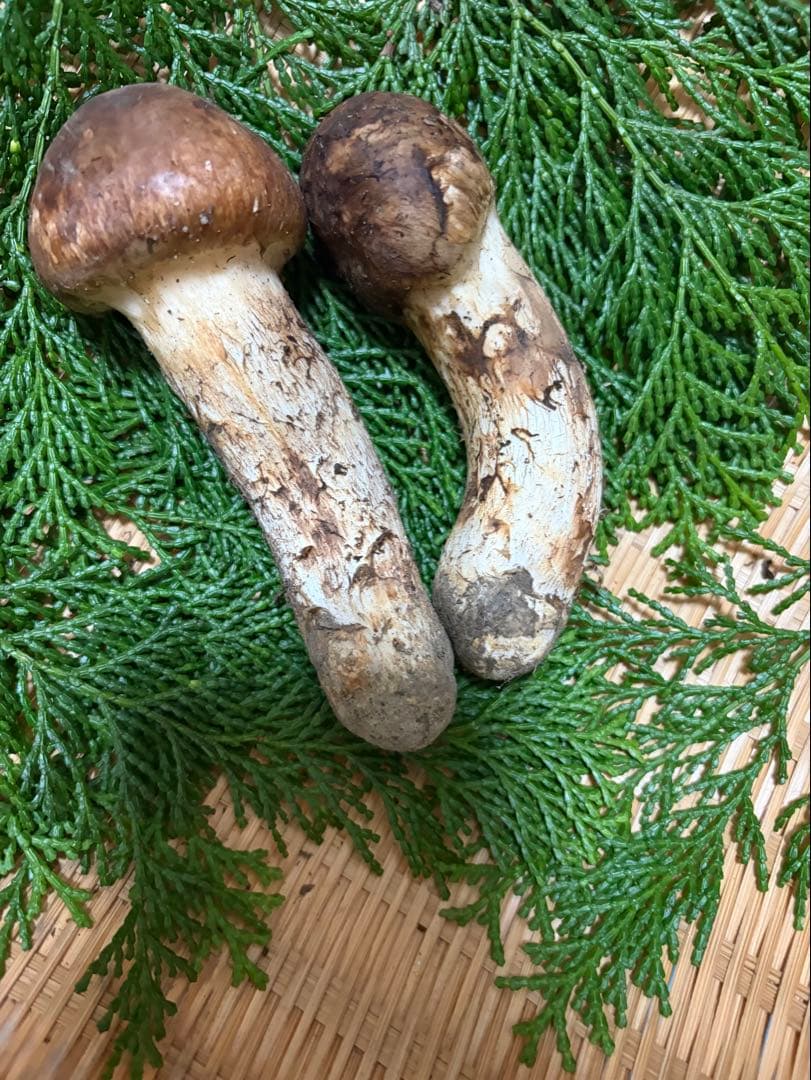 【極上】　国産松茸　　145g 徳島県産