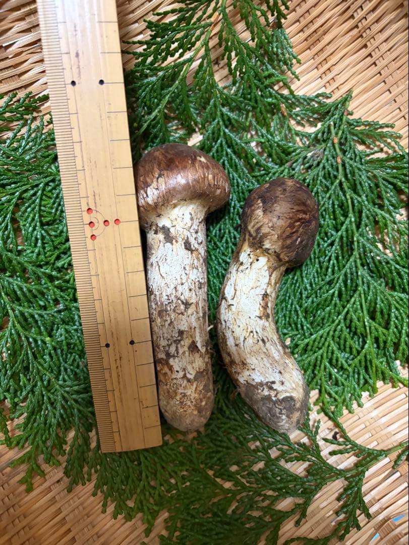 【極上】　国産松茸　　145g 徳島県産