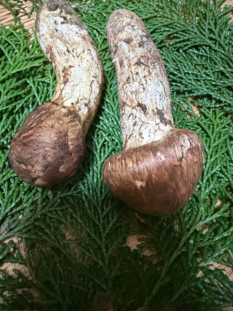 【極上】　国産松茸　　145g 徳島県産