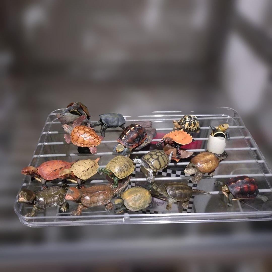 カメフィギュアオオアタマガメワニガメカミツキガメアカミミガメリュウキュウヤマガメ