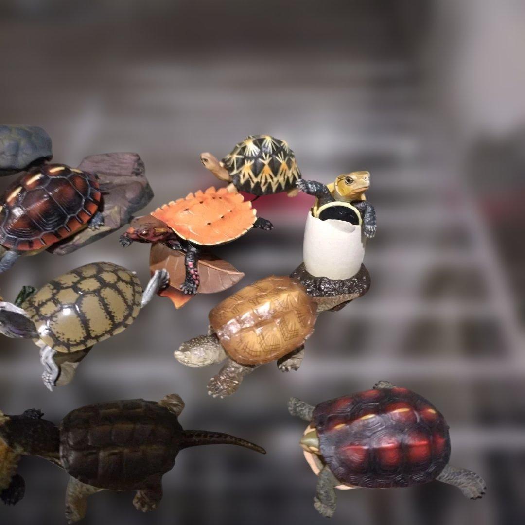 カメフィギュアオオアタマガメワニガメカミツキガメアカミミガメリュウキュウヤマガメ