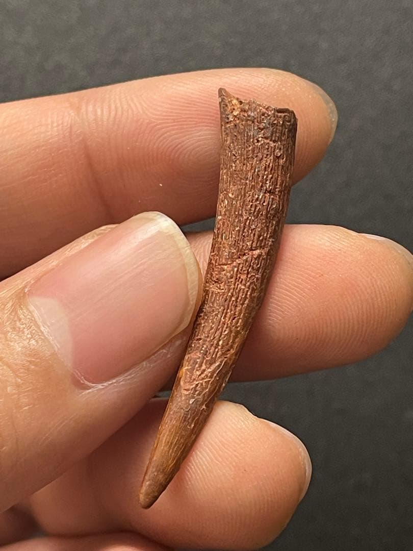 翼竜の歯　化石