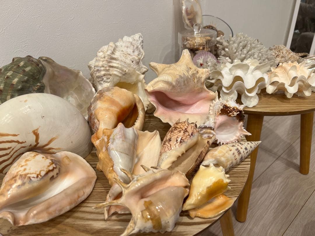 貝殻　まとめ売り　レア