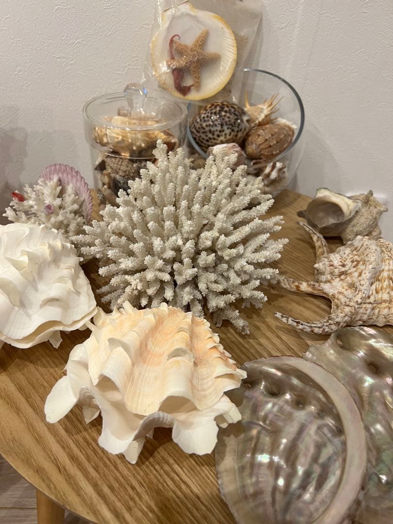 貝殻　まとめ売り　レア
