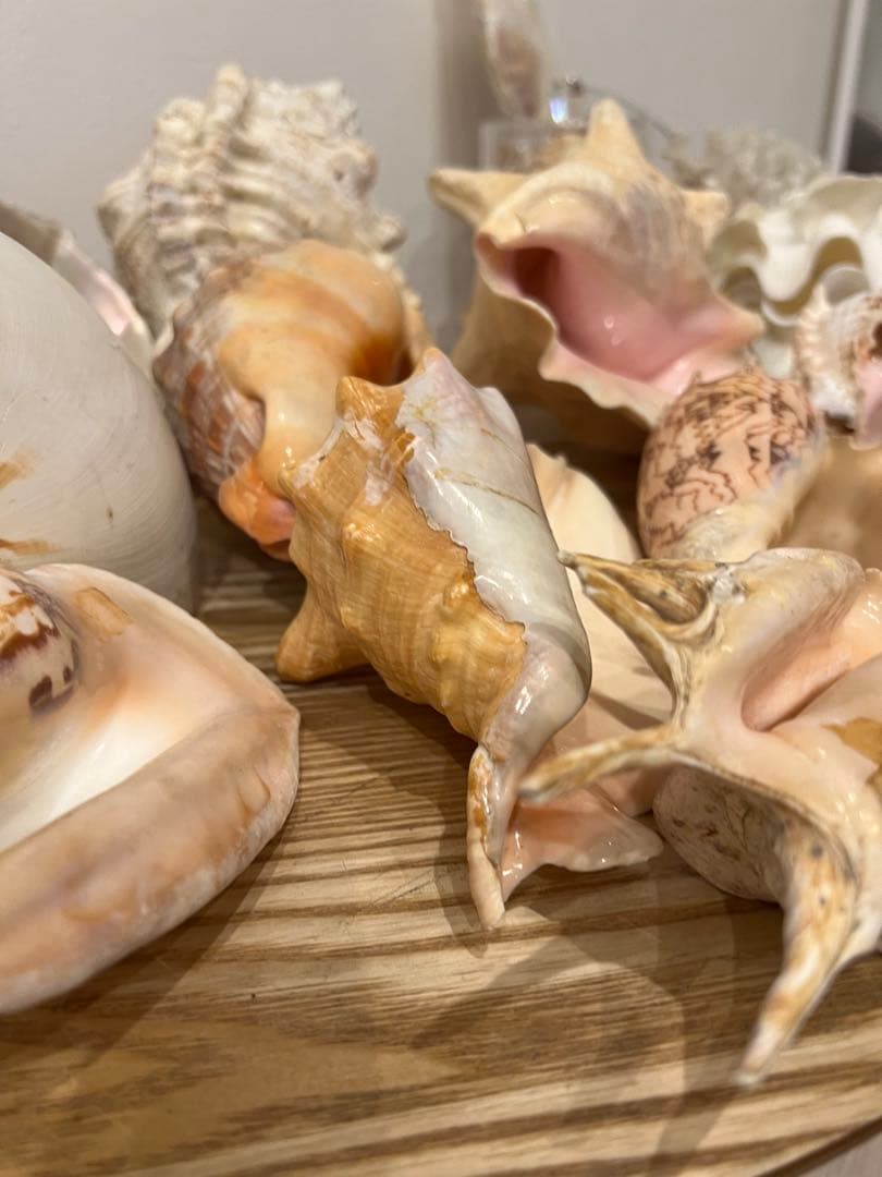 貝殻　まとめ売り　レア