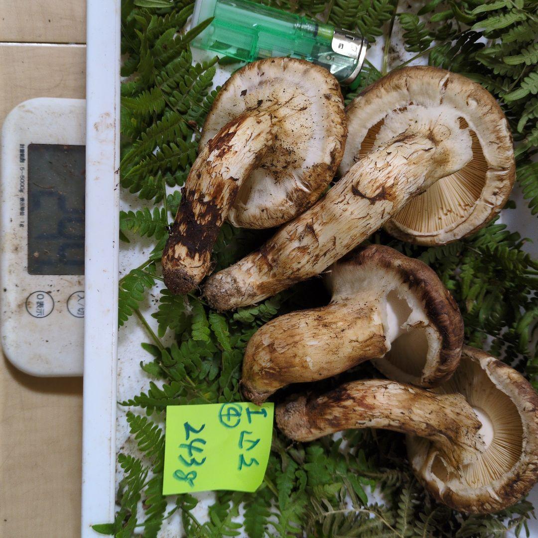 20日最終出品 和歌山松茸 新鮮朝市　込み込み　243㌘