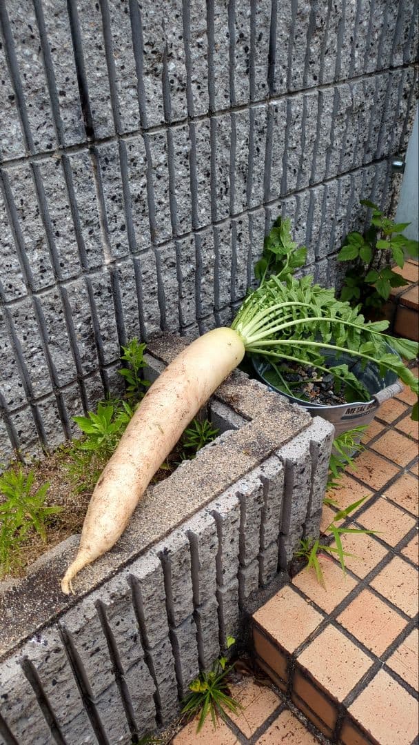 季節の野菜セット無農薬８０サイズいっぱい