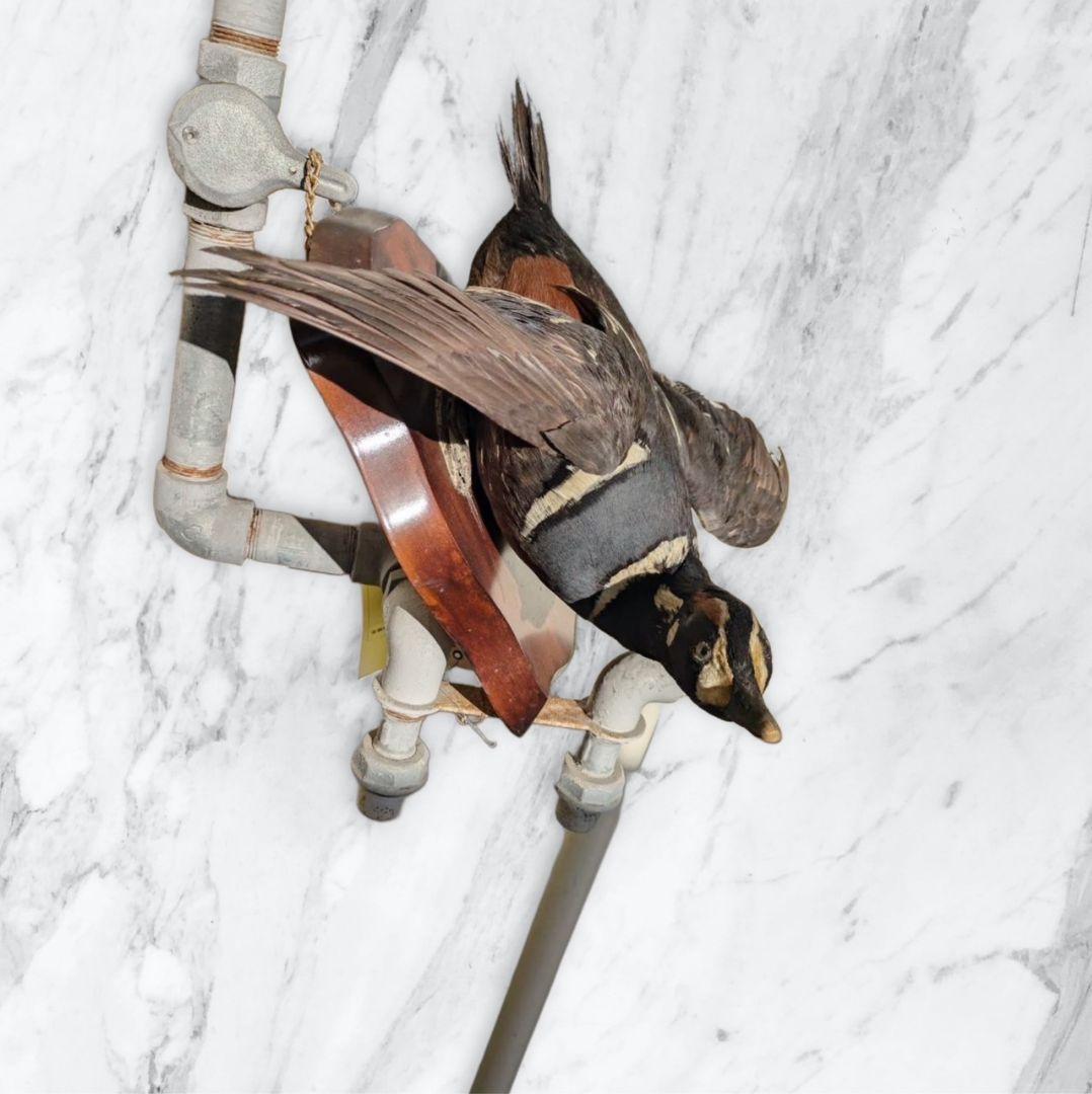 シノリガモの剥製　鴨　鳩