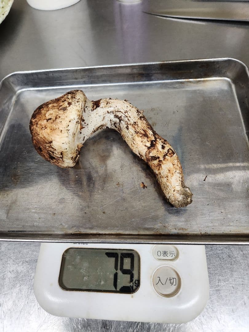 食材仕入れ専門　南信州松茸　曲がり　 315g　最終