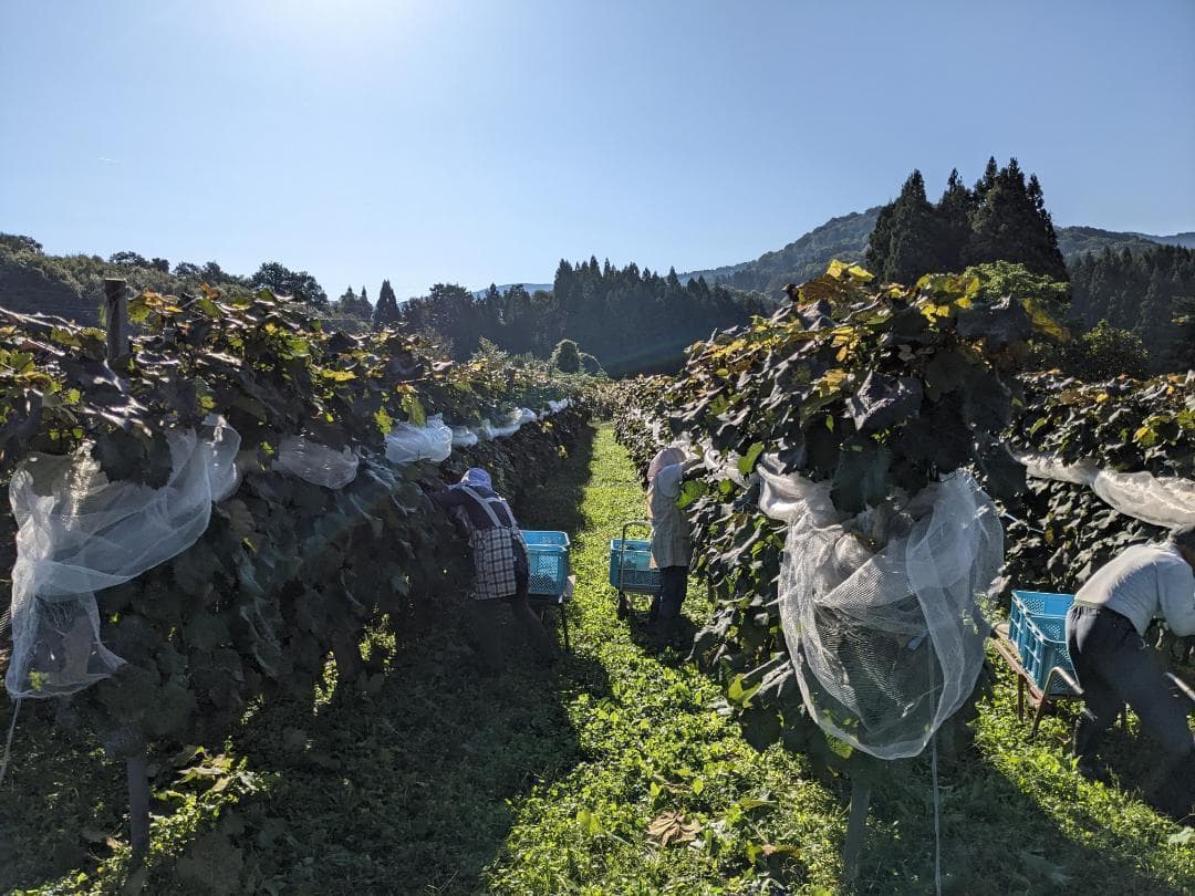 山ぶどう １2㎏　山形県月山山麓産②