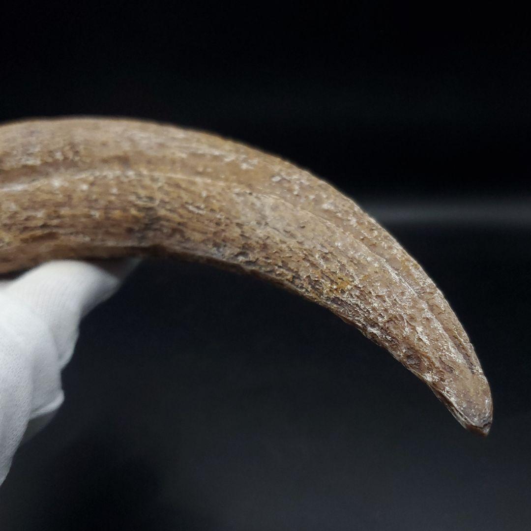 スピノサウルス 爪 レプリカ 181.31mm  spr7