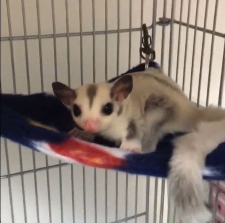 三角コーナーハンモック(うさぎ・和柄・P)夏仕様  2枚目 1150円