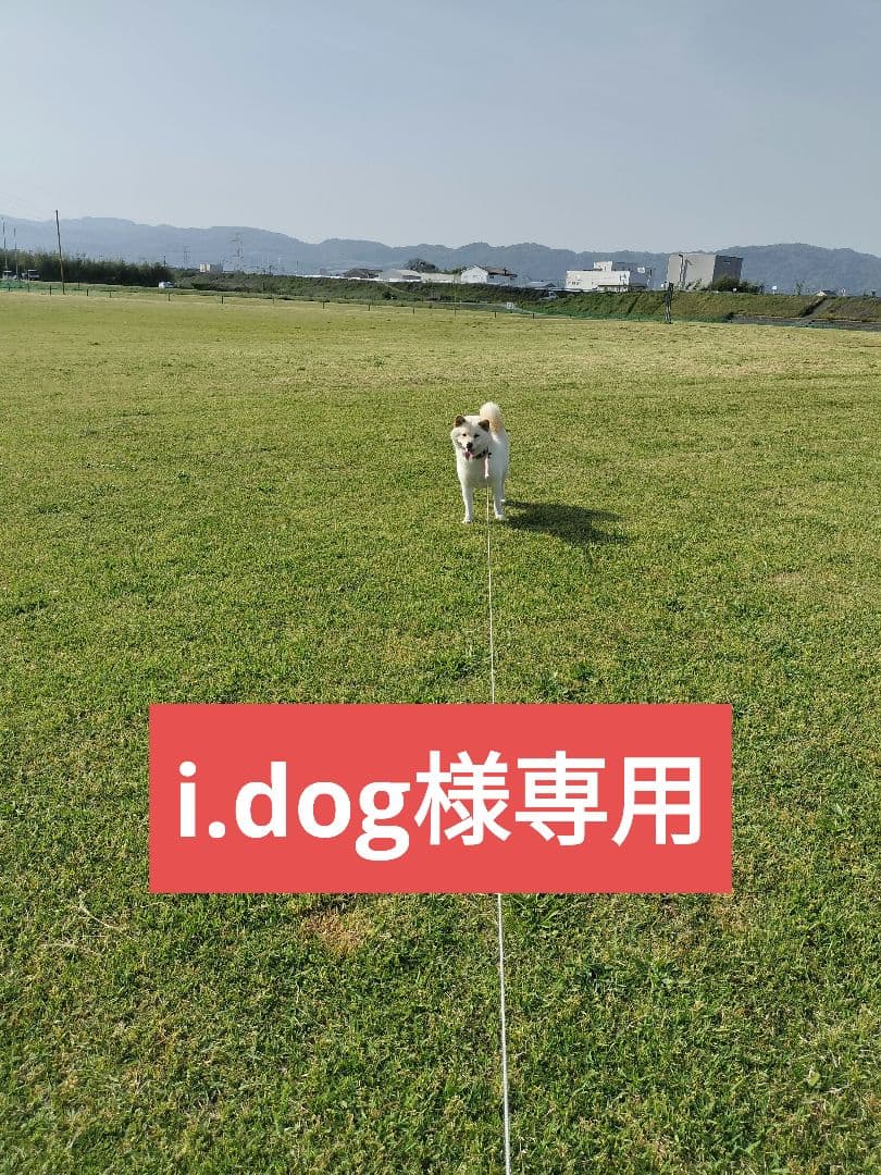 i.dog　てんたかく