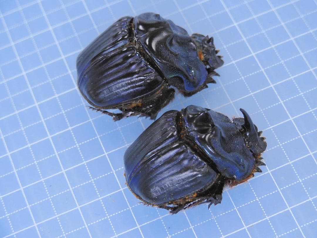 ブラジル産　ベリコサスニジダイコクコガネ　31mm 33mm