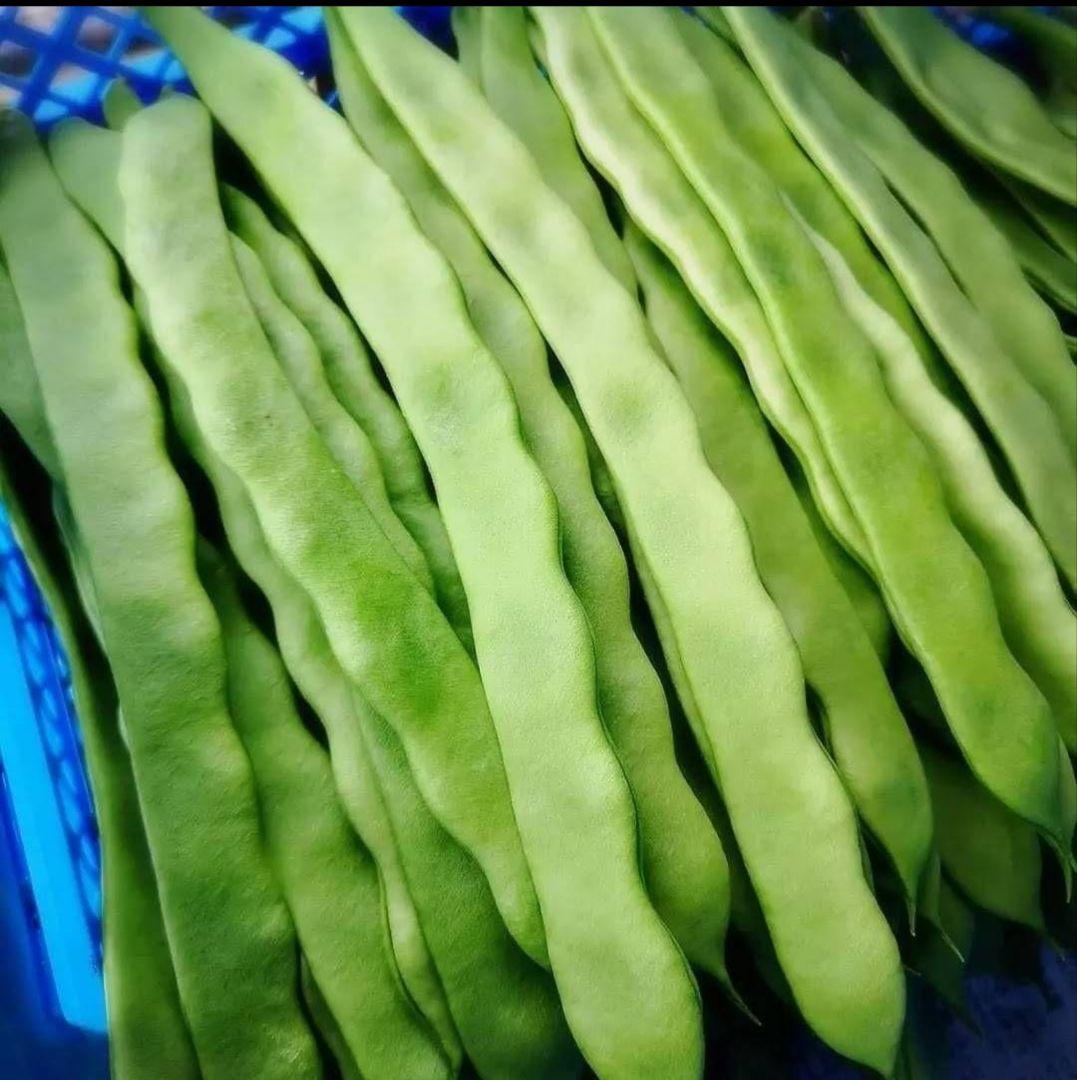 ✏おいしい野菜研究室✏　ジャンボいんげんAB品込み10㌔低農薬