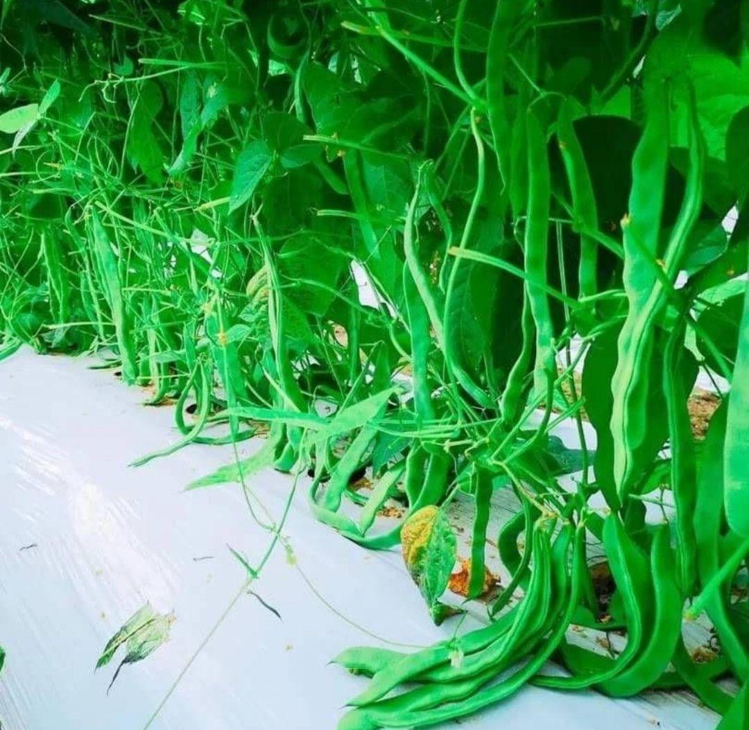 ✏おいしい野菜研究室✏　ジャンボいんげんAB品込み10㌔低農薬