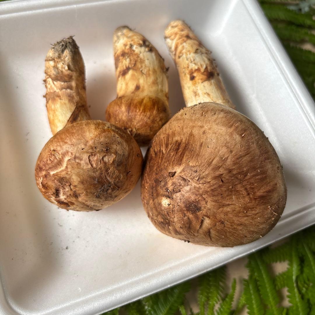 広島県産 松茸３本（146g）