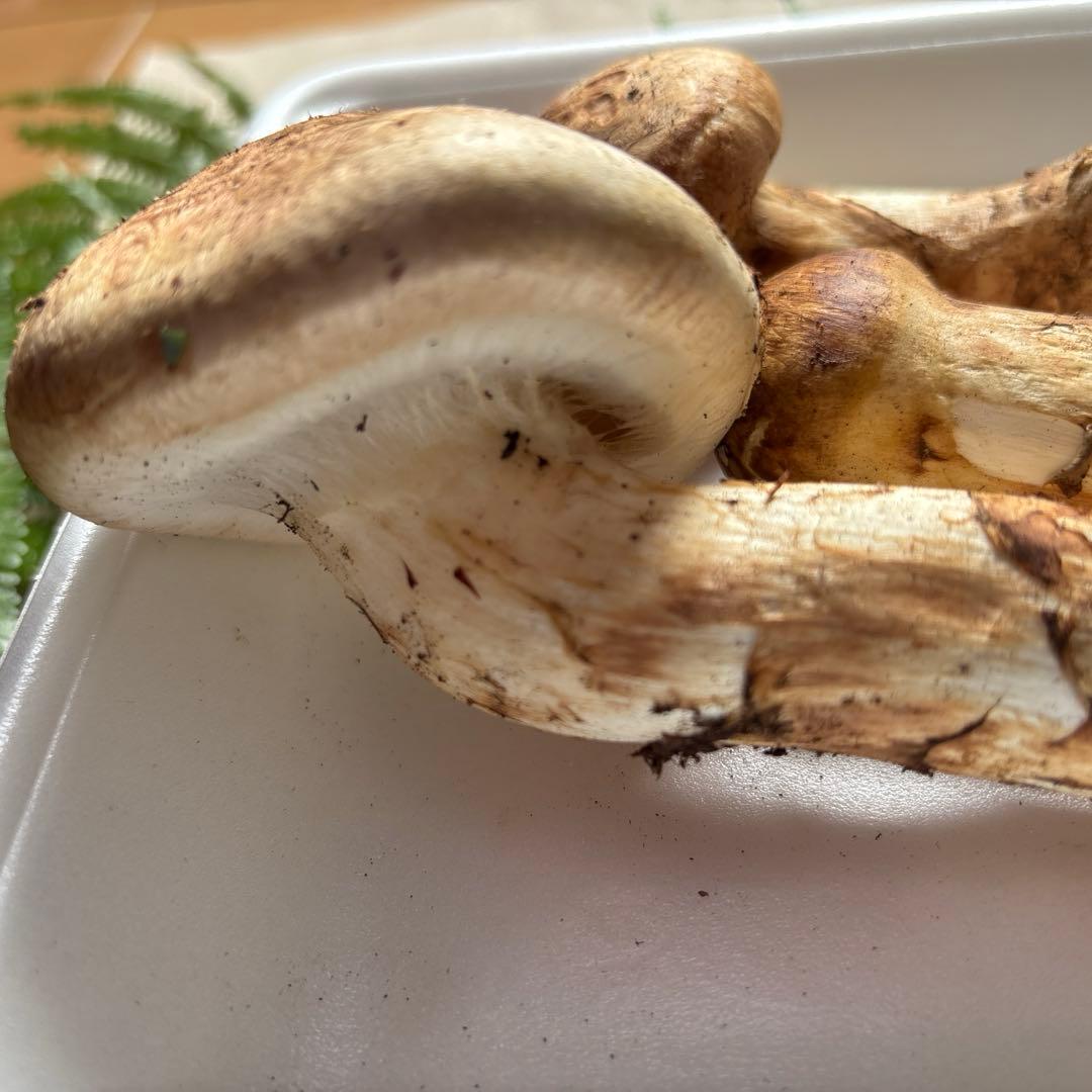 広島県産 松茸３本（146g）