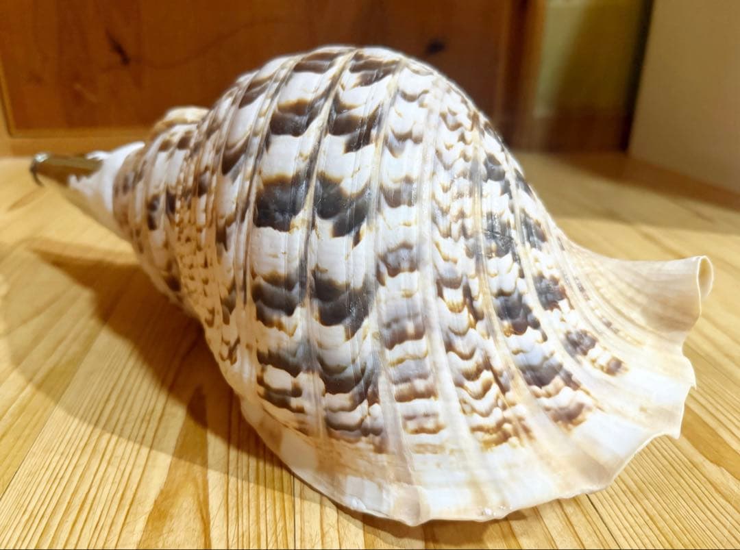 特大42㎝修験道法螺貝　山伏　密教　魔除け　熊よけ ❣️ホラガイ ほら貝