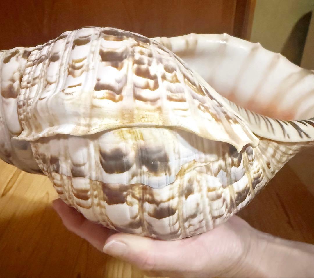 特大42㎝修験道法螺貝　山伏　密教　魔除け　熊よけ ❣️ホラガイ ほら貝