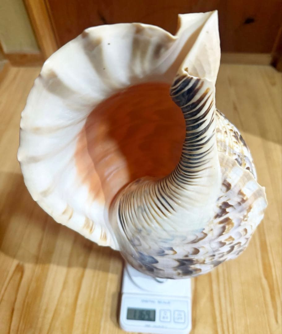 特大42㎝修験道法螺貝　山伏　密教　魔除け　熊よけ ❣️ホラガイ ほら貝